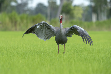 sarus crane in nature