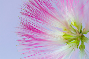 Defocused blurred pink flower natural background