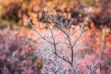 Bare tree covered in frost among blueberry bushes during autumn in Dolly Sods, West Virginia