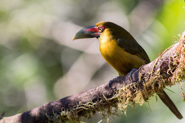 Saffron Toucanet (Pteroglossus bailloni)