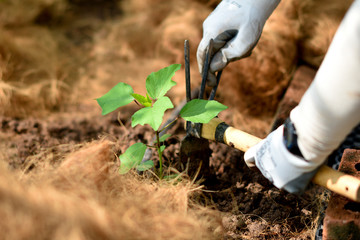 Organic farming © mustbeyou