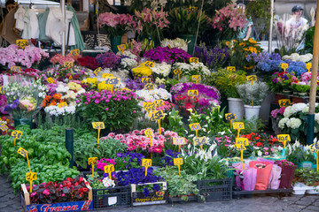 Campo de Fiori, meaning field of flowers, is one of the main and lively squares of Rome
