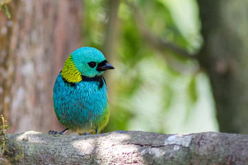 Greenn headed Tanager (Tangara seledon)