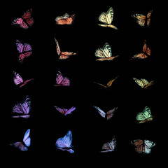 Fototapeta premium Kolorowe motyle na czarno