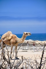 Coastal Camel