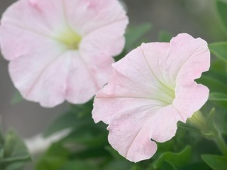 ペチュニア　クローズアップ