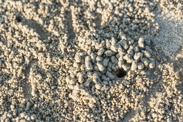 Crab hole with many ball on beach, Crab holes on the sand in Thailand