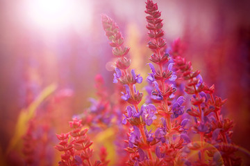 Naklejka premium Lavender bushes closeup on sunset. Lavender field closeup.