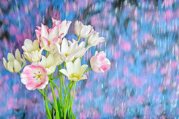 White tulip bouquet on a blurry background