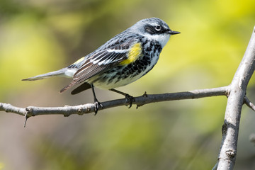 Yellow-rumped Warbler Perched in Tree