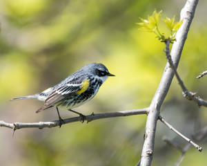 Yellow-rumped Warbler Perched in Tree