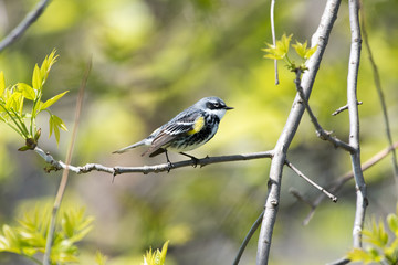 Yellow-rumped Warbler Perched in Tree