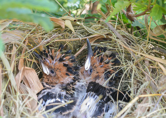 newborn baby birds in nest on a tree