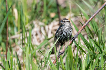 Perched Female Red-winged Blackbird