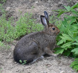 Wild brown rabbit