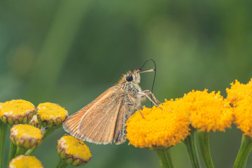 European Skipper on Tansy Flower