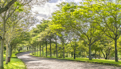 Twisty roads in the park with green trees shine in the golden sunshine of the summer in the ecotourism to attract tourists visiting the weekend.