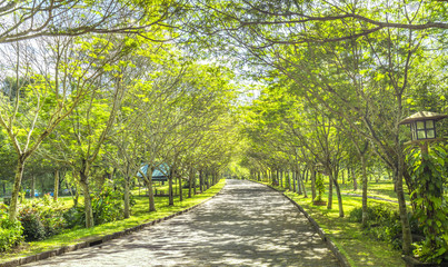 Twisty roads in the park with green trees shine in the golden sunshine of the summer in the ecotourism to attract tourists visiting the weekend.