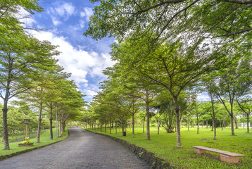Fototapeta na wymiar Twisty roads in the park with green trees shine in the golden sunshine of the summer in the ecotourism to attract tourists visiting the weekend.