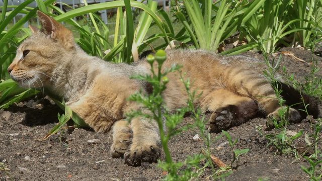 cat lying in grass
