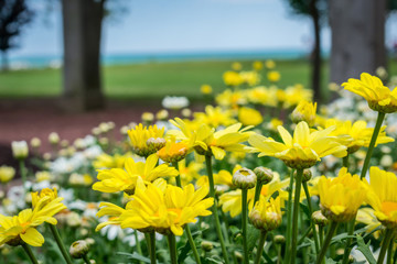 Obraz premium Beautiful yellow and white daisies at a lakefront park