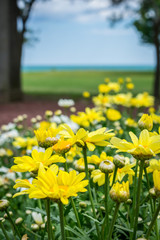 Closeup of bright yellow daisies at a lakefront park in summer