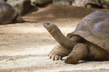 Giant turtles, dipsochelys gigantea in island Mauritius