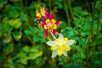 Flower Close-up