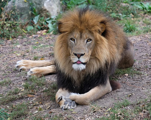 Lion relaxing