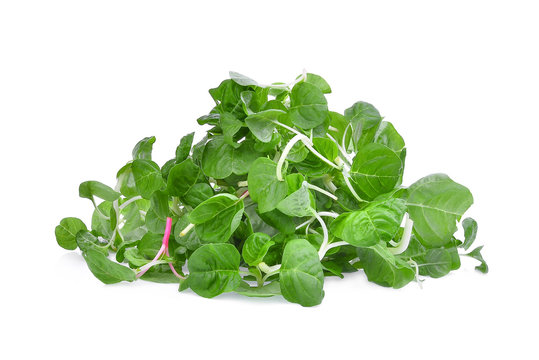 Asian fresh spinach green leaves isolated on white background