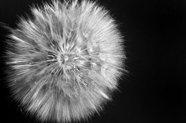 Big dandelion close up