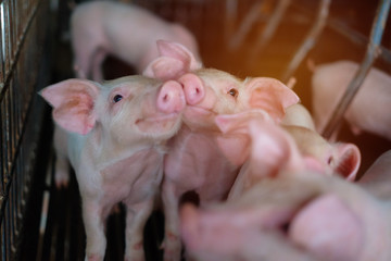 Small piglet in the farm. Group of Pig indoor on a farm yard in Thailand. swine in the stall. Close up eyes and blur. © krumanop