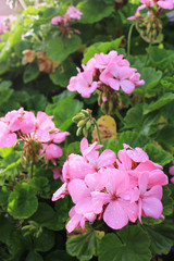 ピンクのゼラニウムの花