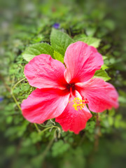 Red Chinese Hibiscus, China Rose, Hawaiian Hibiscus, Tropical Hibiscu