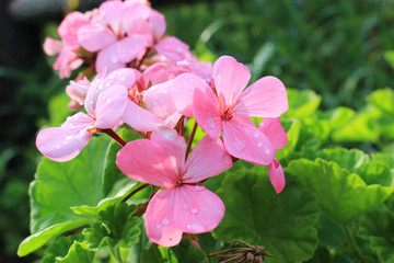 ピンクのゼラニウムの花