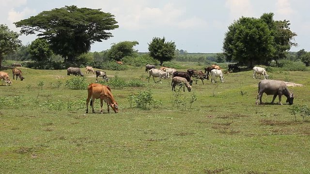 Herd of water buffaloes grazing in a field