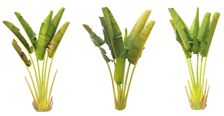 banana leaf on isolate and white background