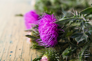 Violet prickly plant