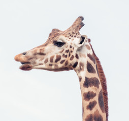 Giraffe Head Profile Closeup