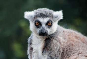 Ring-tailed Lemur (Lemur catta)