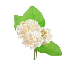 Jasmine flower isolated on white background