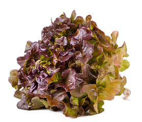 Red lettuce on a white background