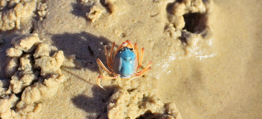 Fototapeta na wymiar petit crabe bleu d'australie