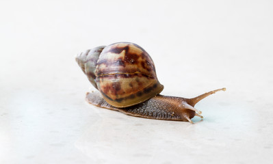 Snail close-up.