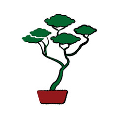bonsai tree of pine ceramic pot botanical