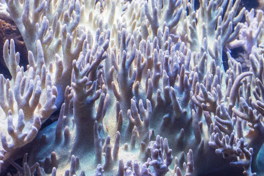 Underwater corals under water.