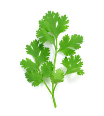Parsley isolated on white