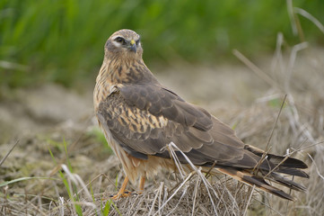 Montagu`s Harrier Circus pygargus - portrait of wild adult female in spring scenery	