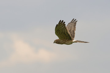 ontagu`s Harrier Circus pygargus - adult female in flight