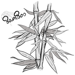 hand drawn illustration with bamboo stalk and leaves. vector eps 8